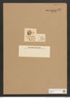 Cocconeis pacifica Grun. (de-Toni-Nr.: Genus 40, Species 1800) Zeichnungen Sammlung Grunow Nr. 3587 (NHMW-BOT-W0371177)